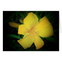 Yellow Lily Greeting Cards