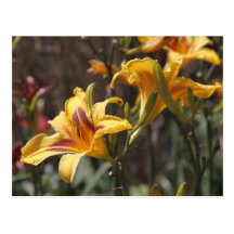 Yellow Lily Postcards