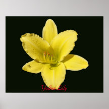 Yellow Lily Poster
