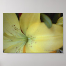 YELLOW LILY POSTER