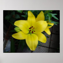 Yellow Lily Print