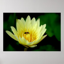 Yellow Lily Posters