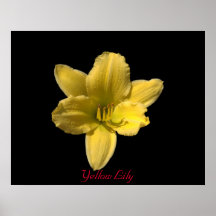 Yellow Lily Posters