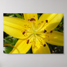Yellow lily print