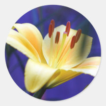 Yellow Lily Round Stickers