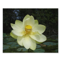 Yellow Lotus Flower Photo Print