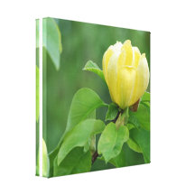 Yellow Magnolia Canvas Prints