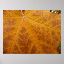 Yellow Maple Leaf Print