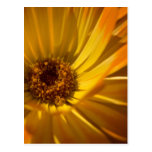 Yellow Marigold | Gelbe Ringelblume Postcards