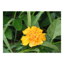 Yellow Marigold Invitation