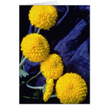 yellow Marigolds on blue fabric flowers Cards