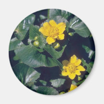 yellow Marsh Marigold, (Caltha Palustris) flowers Refrigerator Magnet