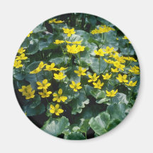 yellow Marsh Marigold (Caltha Palustris) flowers Magnets
