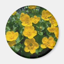 yellow Marsh marigold flowers Refrigerator Magnet