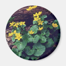 yellow Marsh marigolds flowers Refrigerator Magnet