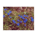 Yellow Meadow Gentian flowers Postcard
