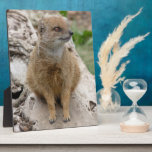 yellow mongoose plaques