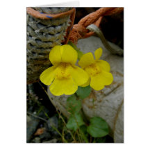 Yellow Monkey Flowers on Unalaska Island Cards