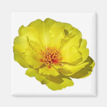 YELLOW MOSS ROSE magnet