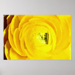 Yellow mum, close-up  flowers print