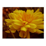 Yellow Mum Postcard