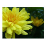 Yellow Mum Postcard