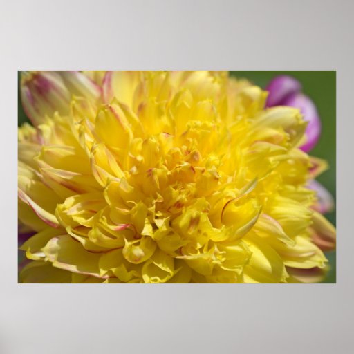 Yellow Mum Posters