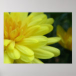 Yellow Mum Poster