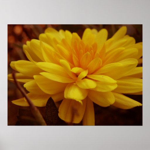 Yellow Mum Poster
