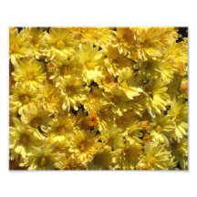 Yellow Mums Photographic Print