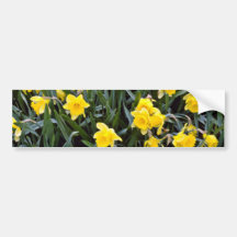 Yellow Narcissus flowers Bumper Sticker