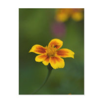 Yellow on green post cards