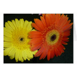 Yellow & Orange Gerber daisy Greeting Cards