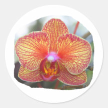 Yellow Orange Orchid Flower Picture Round Sticker