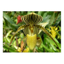 Yellow Orchid Flower mini pocket calandar 2012 Business Card Templates