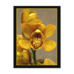 Yellow Orchid postcard