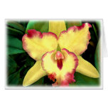 Yellow Orchid with Red Ruffles Card