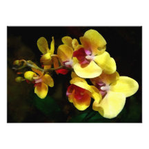 Yellow Orchids Shadow and Light Announcement
