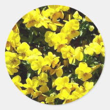 Yellow Pansies Stickers