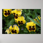 Yellow Pansy ~Print~