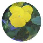 Yellow Pansy Spring Flowers Floral Plate