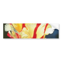 yellow Parrot tulips, 'Flaming Parrot' flowers Bumper Stickers