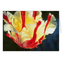 yellow Parrot tulips, 'Flaming Parrot' flowers Greeting Cards