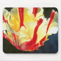 yellow Parrot tulips, 'Flaming Parrot' flowers Mouse Pads