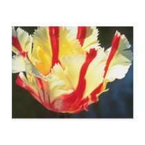 yellow Parrot tulips, 'Flaming Parrot' flowers Postcard