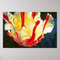 yellow Parrot tulips, 'Flaming Parrot' flowers Posters