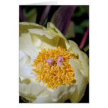 Yellow Peony Rose Card