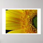 Yellow Petals Poster