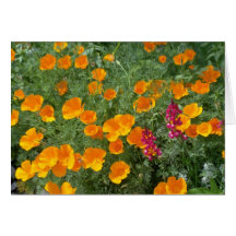 yellow Poppies grasping the sun flowers Greeting Card