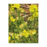 Yellow Postcards